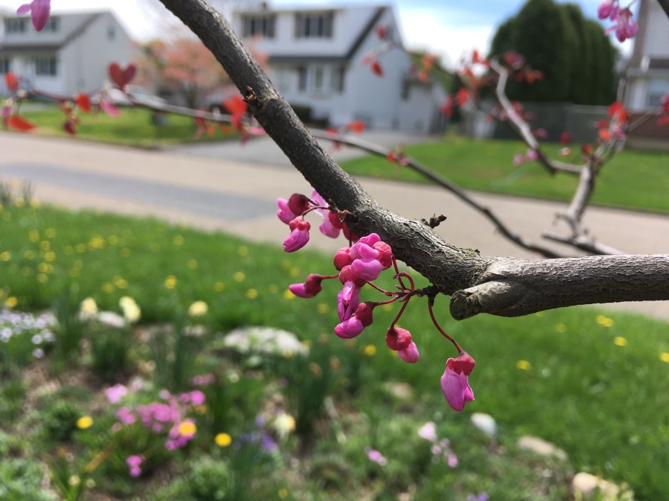 forest pansy redbud tree finally blooms